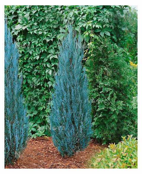 Jalovec Blue Arrow (modrý šíp) 30/40 cm, v květináči Juniperus scopulorum Blue Arrow